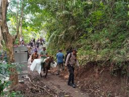 Pastikan Pilkada Lancar, Polres Jember Kawal Pendistribusian Logistik Gunakan Kuda ke TPS