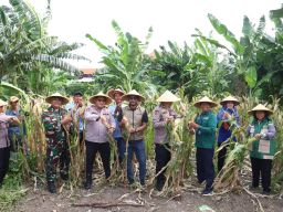 Dukung Asta Cita, Polres Pelabuhan Tanjung Perak Panen 1,6 Ton Jagung di Tambak Wedi