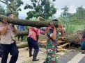 TNI-Polri dan BPBD Respon Cepat Evakuasi Pohon Tumbang