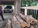 Polsek Klabang Sita 81 Log Kayu Jati Hasil Ilegal Logging